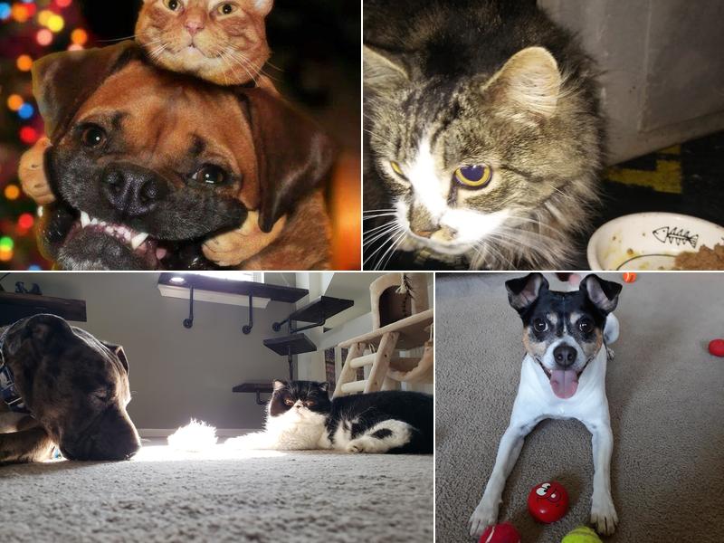 Concord Pike Veterinary Hospital