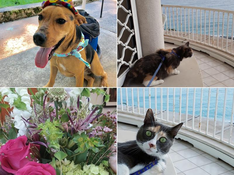 Chadds Ford Animal Hospital