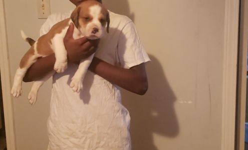 Denman Animal Clinic