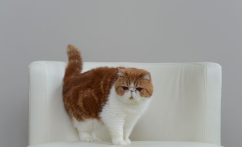 Eastside Veterinary Associates - Renton / Newcastle Renton