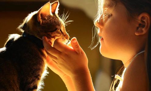 Sunset View Animal Hospital Wilton