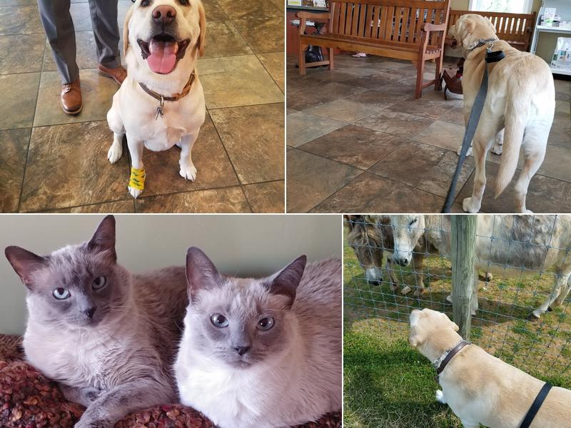 Stoneback Veterinary Associates