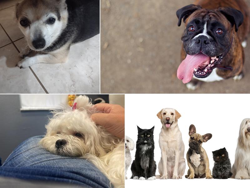 Davids Animal Clinic