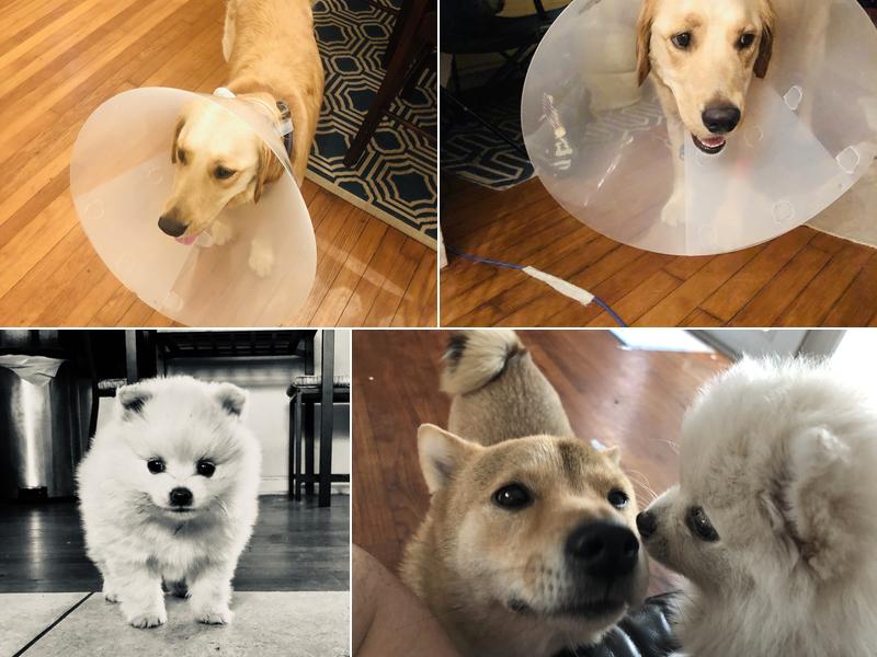 Varsity Veterinary Center