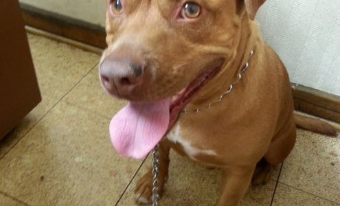 Rosemont Animal Clinic