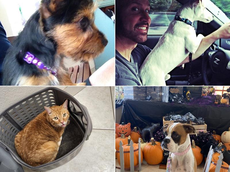 Animal Medical Clinic of Orlando