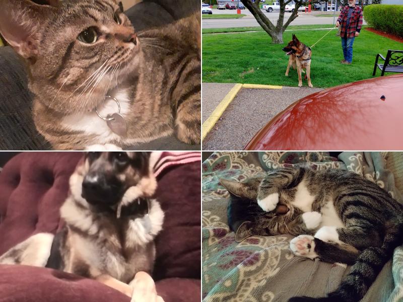 Appletree Veterinary Clinic