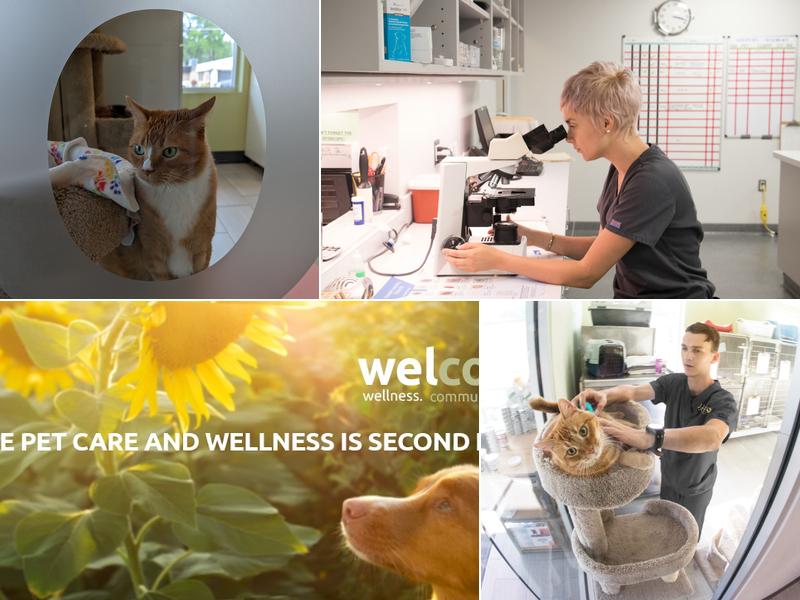 Loch Haven Veterinary Hospital