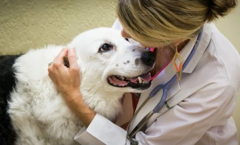 Downtown Pet Hospital