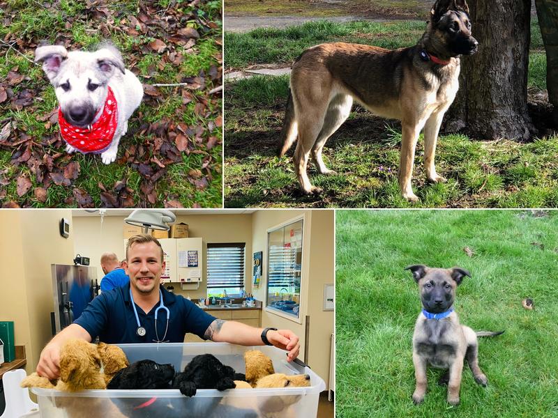 Alder Trail Animal Hospital