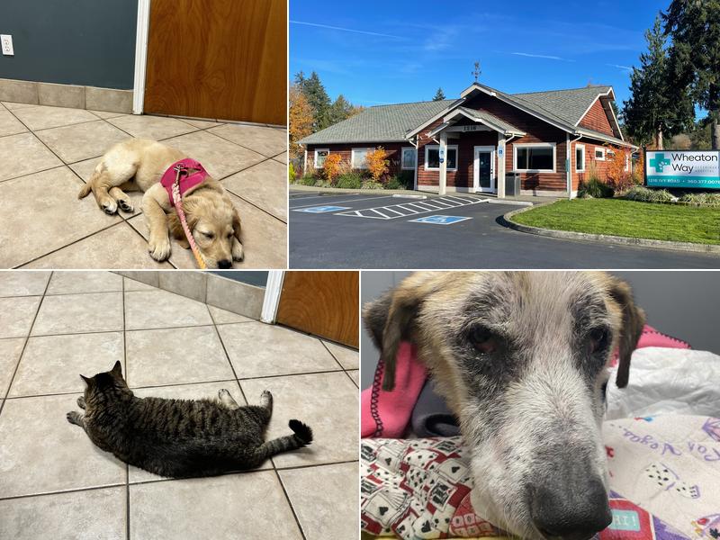 Wheaton Way Veterinary Hospital