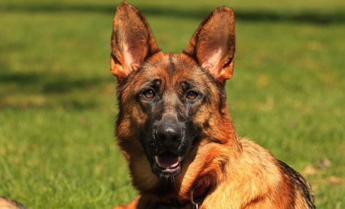 Lien Animal Clinic, A Thrive Pet Healthcare Partner