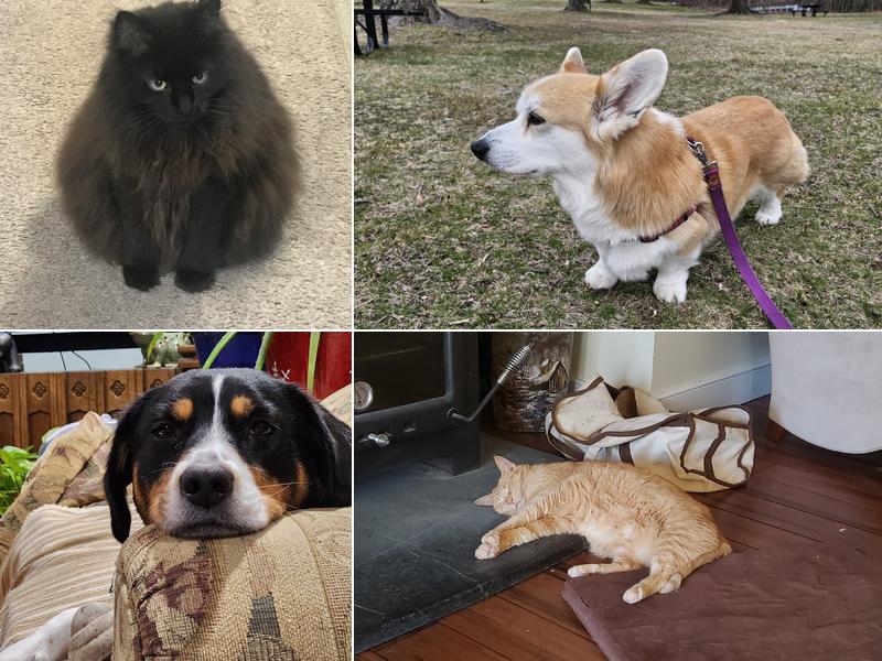 Meadow Hill Veterinary Shoppe