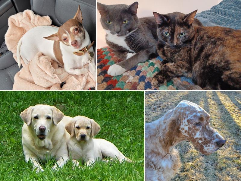 Salem Valley Veterinary Clinic