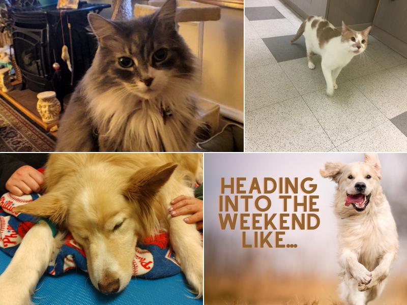 Caring Hands Veterinary Clinic