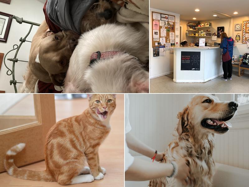 Rhawnhurst Animal Hospital Marsha Katz VMD