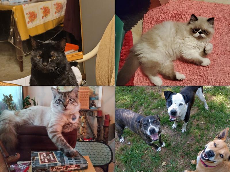 Noah's Ark Animal Hospital