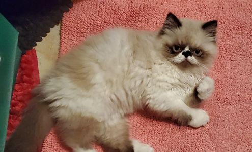 Noah's Ark Animal Hospital