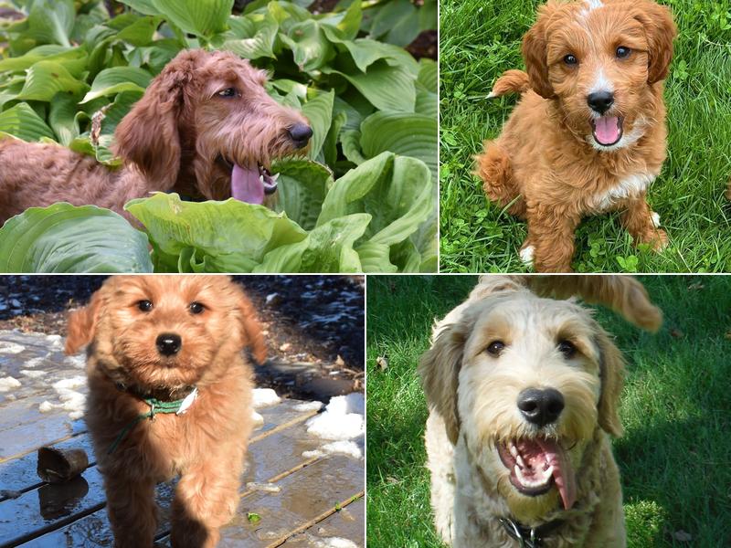 Mairs' Veterinary Hospital