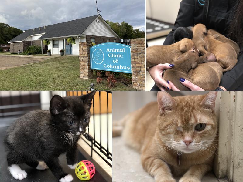 Animal Clinic of Columbus