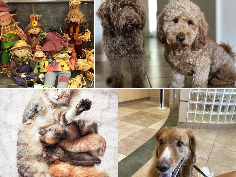 Waterford Lakes Animal Hospital