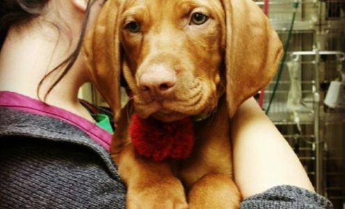 San Marco Animal Hospital