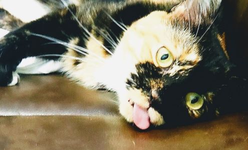 Hiawassee & Clarcona-Ocoee Pet Hospital