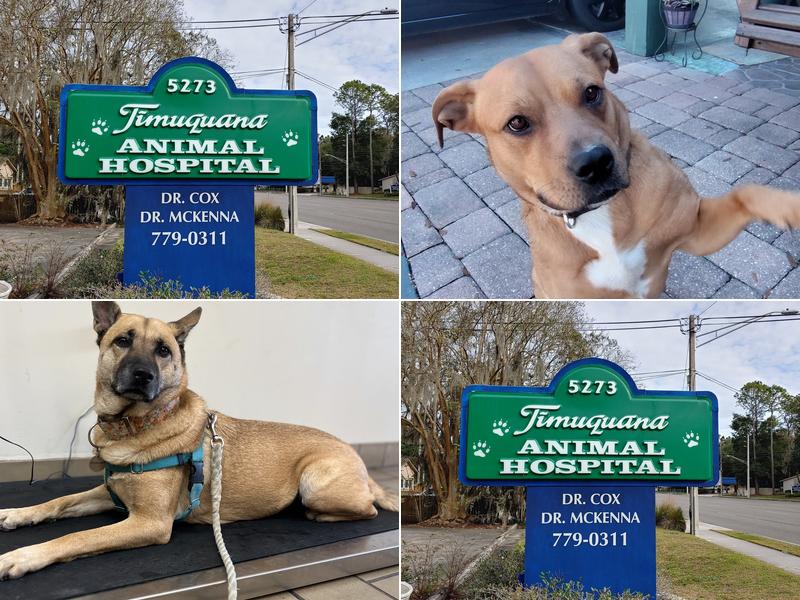 Timuquana Animal Hospital