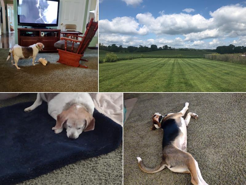 Paddy's Run Veterinary Care