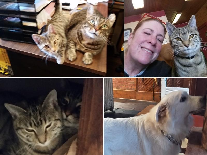 Village Veterinary Clinic