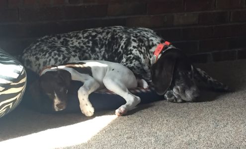 Jackman's Animal Clinic Milroy