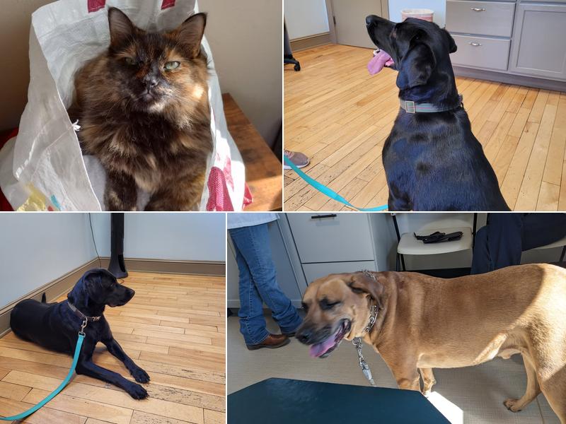 Paw Prints Veterinary Hospital