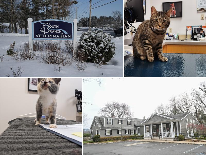 South Branch Veterinary Services