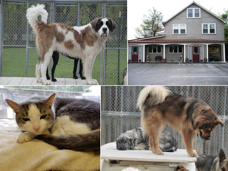 Mill Pond Veterinary Clinic & Kennel