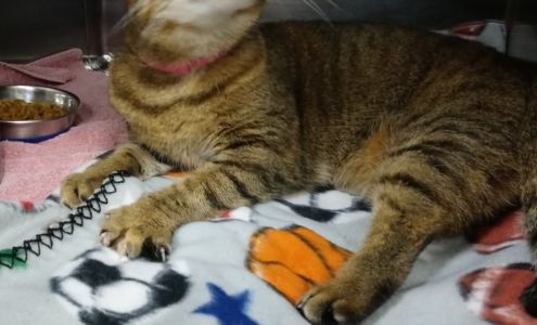 Pet Alliance of Greater Orlando (Sanford Location)