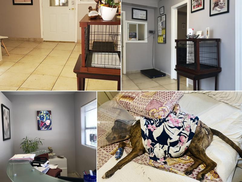 Animal Sterilization and Immunization Services