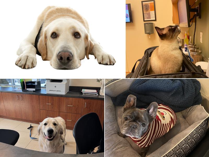 The Pet Care Clinic of Doral