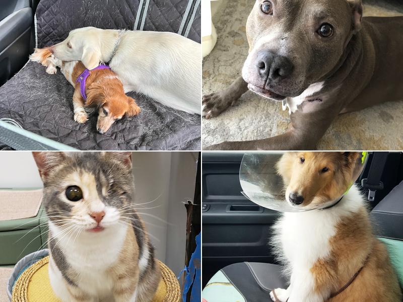 Paws & Claws Veterinary Clinic LLC