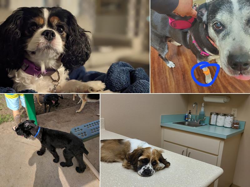 Polo Park Animal Hospital