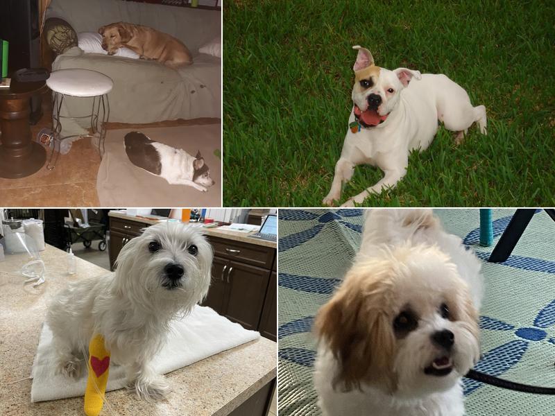 Ridge Veterinary Hospital