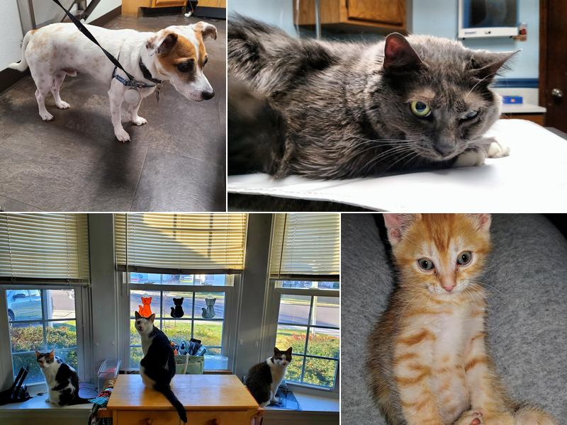 Paws 'N Claws Veterinary Clinic LLC