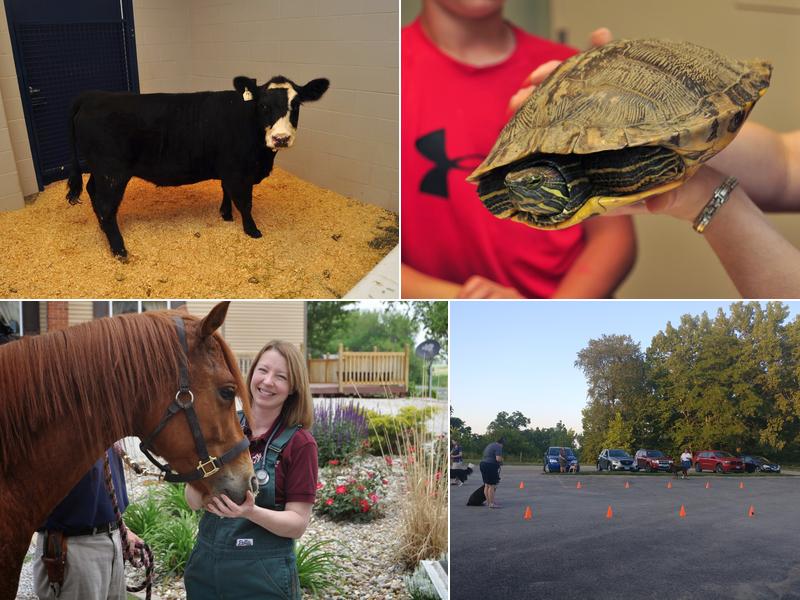 Petersburg Veterinary Clinic