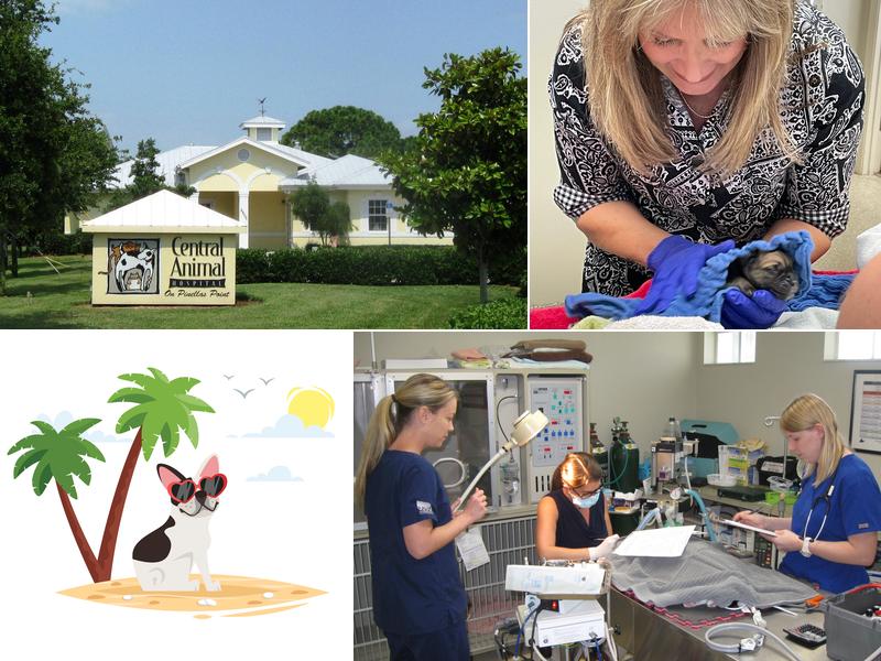 Central Animal Hospital on Pinellas Point