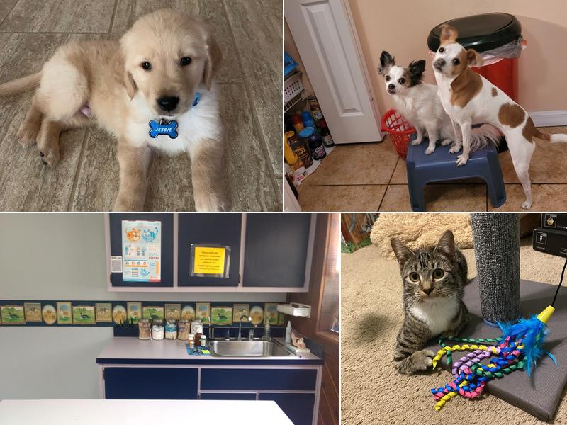 Spring Run Veterinary Hospital