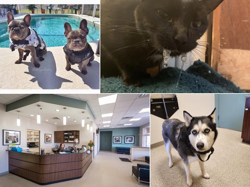 Central Veterinary Center