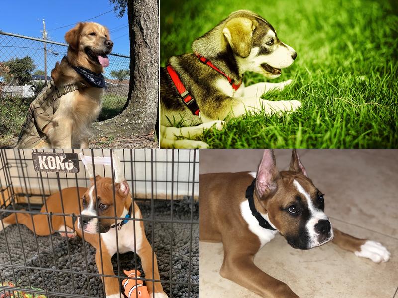 Paradise Animal Clinic