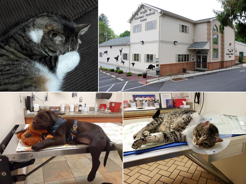 Wright Veterinary Medical Center