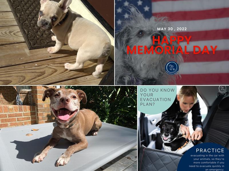 Novey Animal Hospital