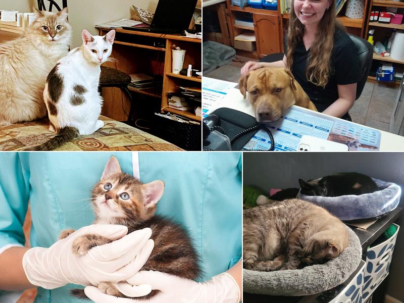 Cross Creek Animal Clinic