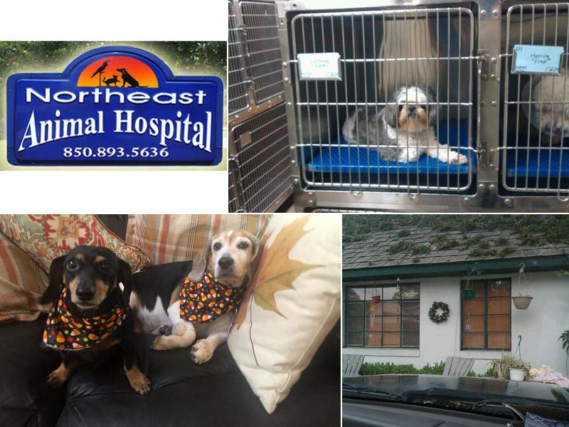 Northeast Animal Hospital: Allison Sherman DVM